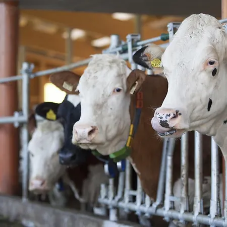 أوبيرفينكيلغوت بيت ضيافة