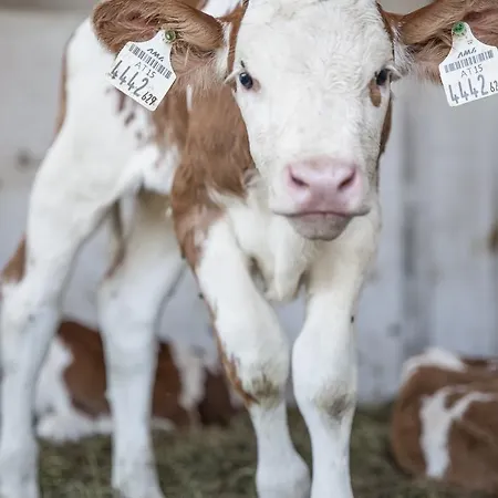 بيت ضيافة أوبيرفينكيلغوت