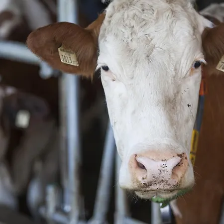 بيت ضيافة أوبيرفينكيلغوت