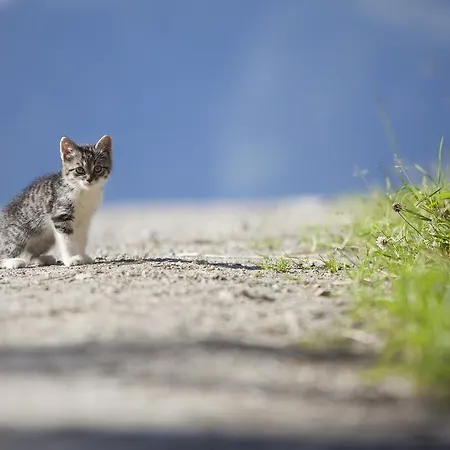 بيت ضيافة أوبيرفينكيلغوت 4*