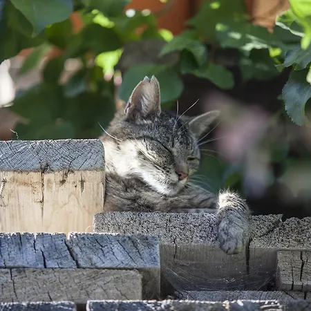 بيت ضيافة أوبيرفينكيلغوت